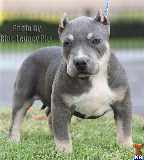 TRI-LANA...SOLD...SOLD...WWW.BLUELEGACYPITS.COM